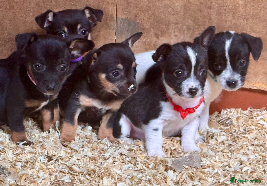 Mixed Breed dogs for sale: 5 stunning tiny miniature Chihuahua X terrier - Image 2