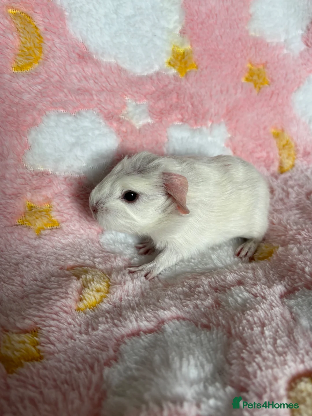 Guinea Pig rodents for sale: Cornet Sow  - Advert 5