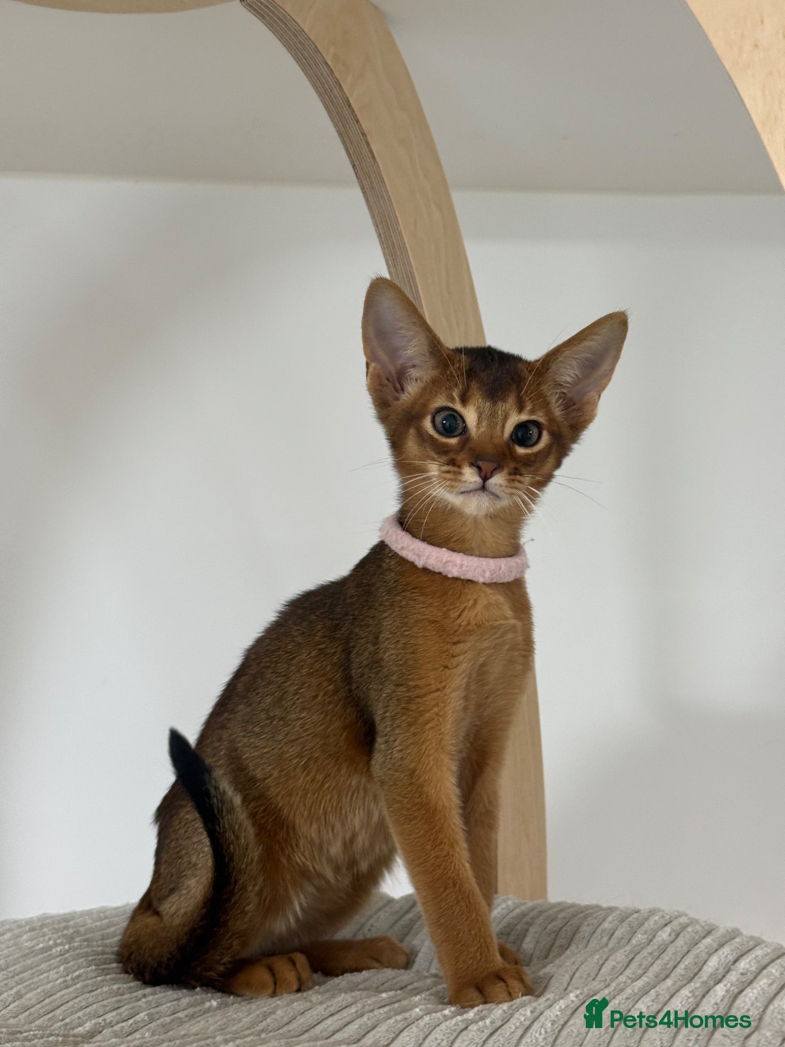 Abyssinian cats Champion parents GCCF registered Amazing 😻😻😻 - Advert 2