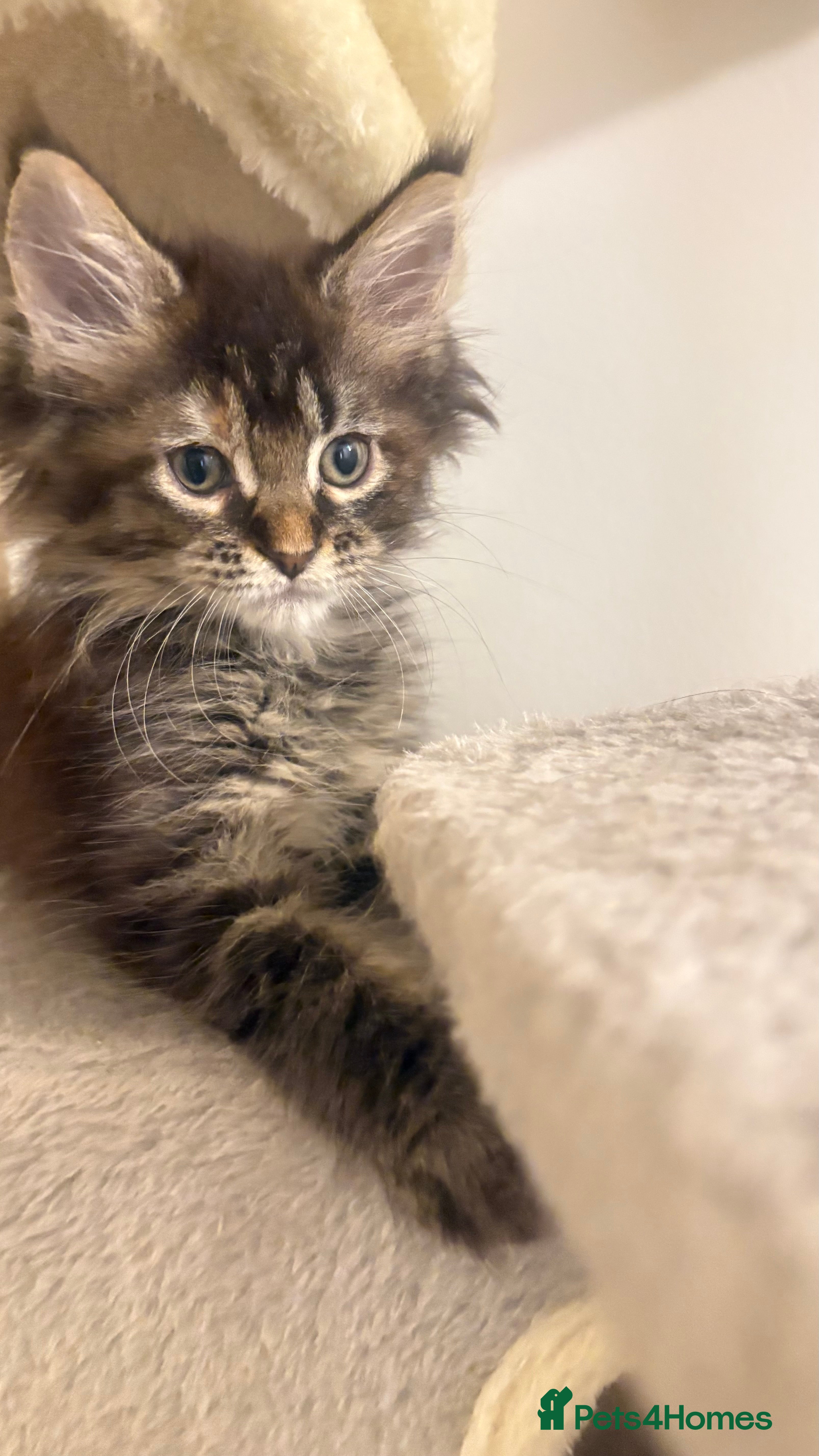 Maine Coon cats Pedigree Maine coons - Advert 18