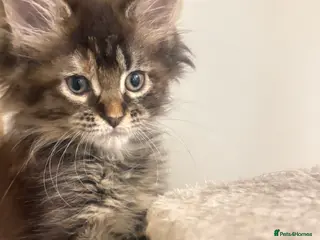 Maine Coon cats Pedigree Maine coons - Advert 18