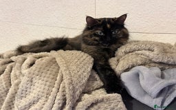 Ragdoll cats for sale: Retired Queen - Image 5