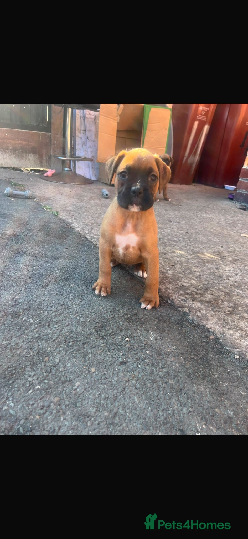 Boxer dogs Beautiful  boxer puppies 🐶❤️ - Advert 2