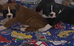 Boxer dogs for sale: Kc Boxer puppy’s bobtail and long licensed breeder - Image 26