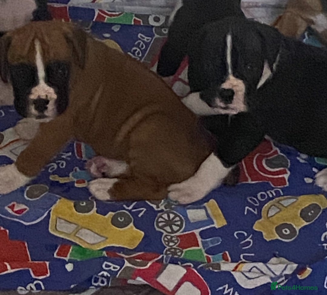 Boxer dogs for sale: Kc Boxer puppy’s bobtail and long licensed breeder - Image 26