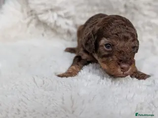 Cockapoo dogs PRA clear. Chocolate and Phantom Cockapoo pups - Advert 4