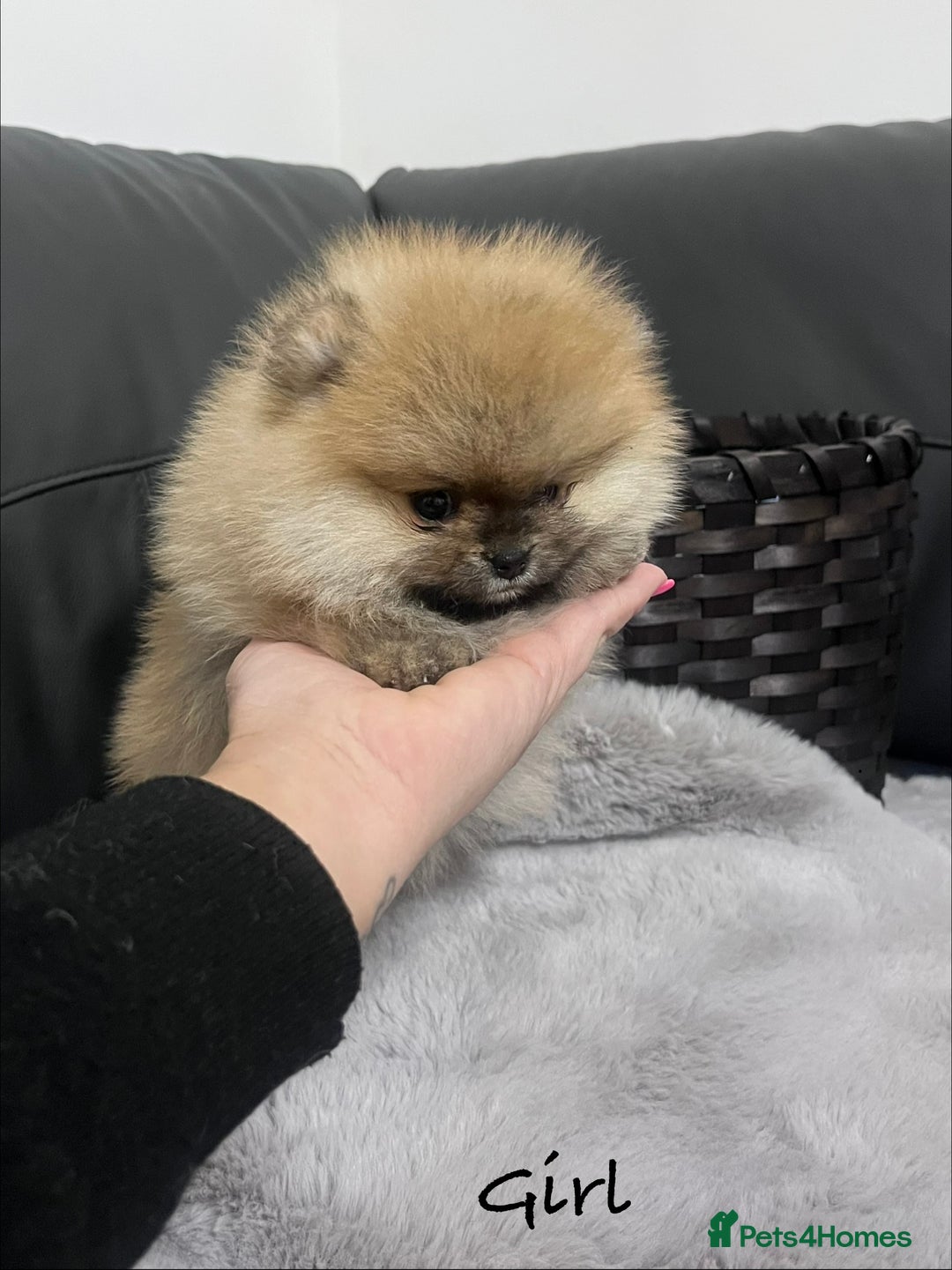 Pomeranian dogs for sale: 🔥Stunning 🐻Real Teddy Face🏆Quality  - Advert 10