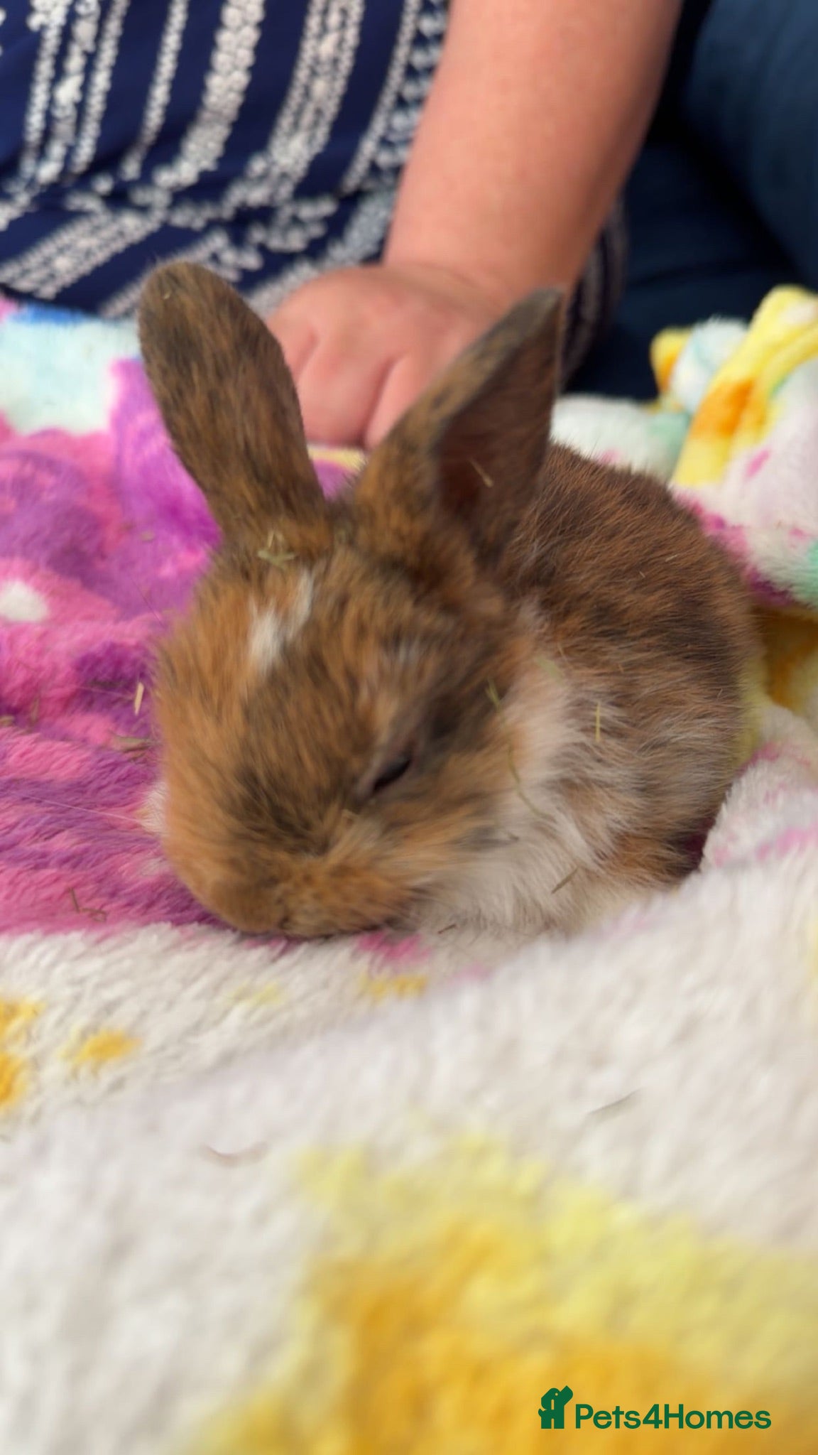 Mini Lop rabbits Last beautiful girl mini lop bun - Advert 4