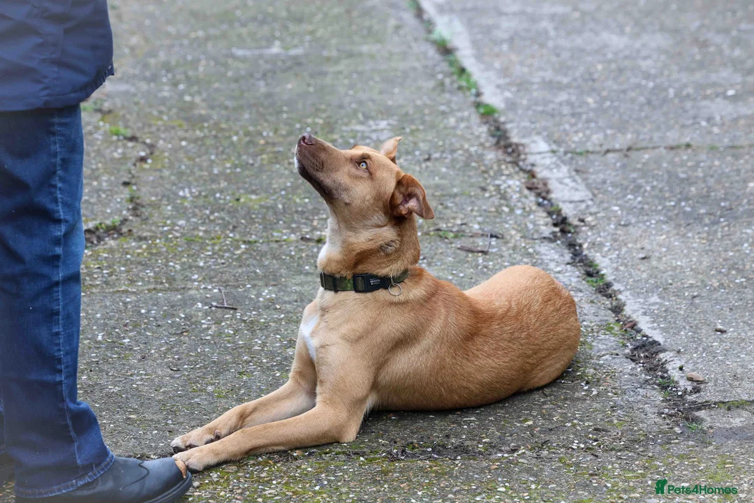 Mixed Breed dogs for adoption: Beautiful Brandy - Advert 2