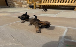 Border Terrier dogs for sale: Quality border terrier pups - Image 5