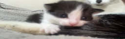 Mixed Breed cats for sale: KITTENS Females - Advert 5