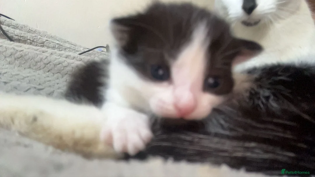 Mixed Breed cats for sale: KITTENS Females - Advert 5