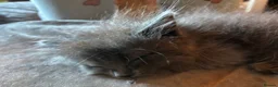 Mixed Breed cats for sale: READY NOW 🏠🐱5 Beauitiful Ragdoll/Bengal kittens  - Advert 28