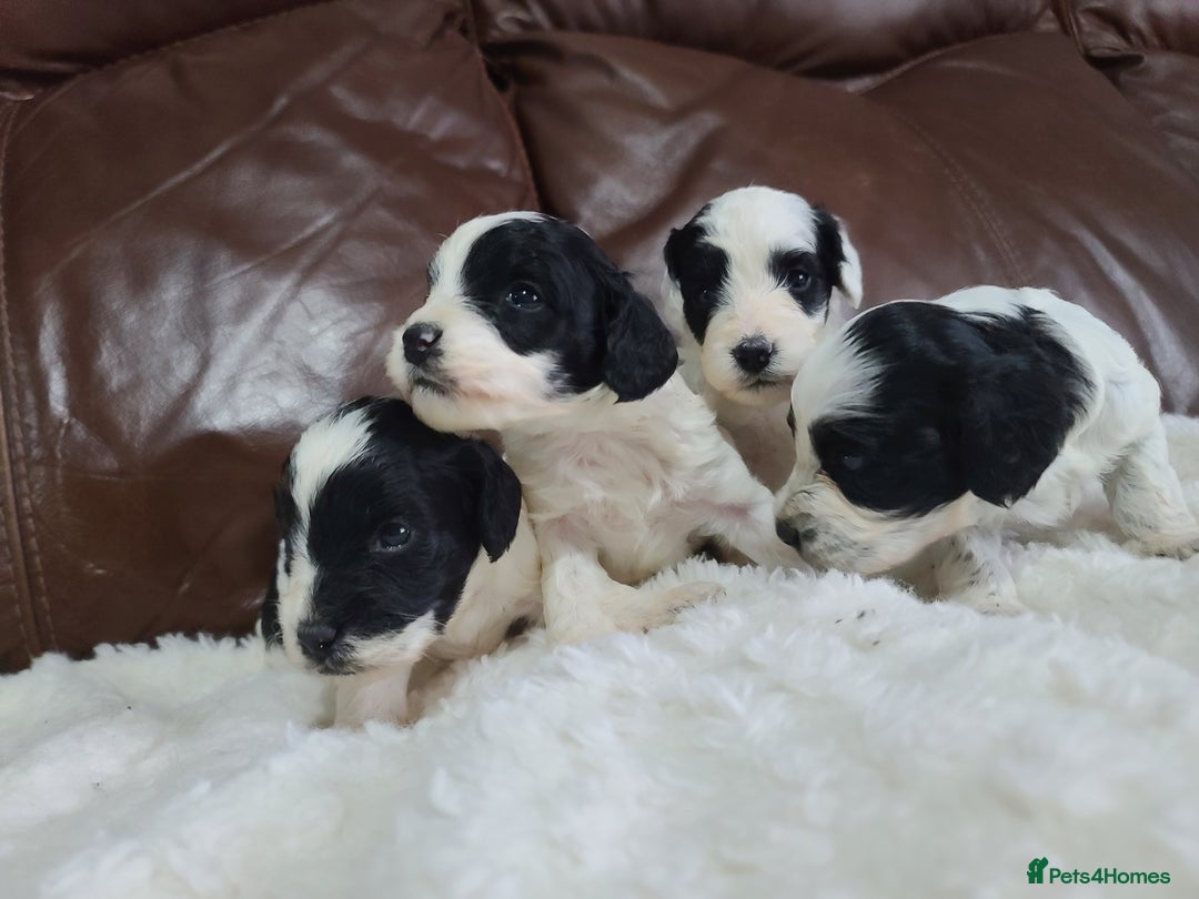 Cockapoo dogs for sale: F1 Cockapoos, Parti Roan. DNA HEALTH TESTED - Image 9