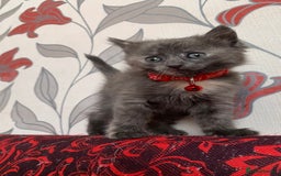 Mixed Breed cats for sale: White Gray and Ragdoll Kittens - Image 16