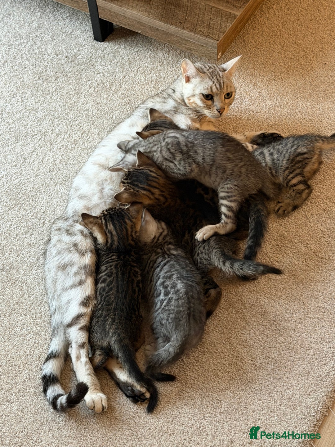 Bengal cats for sale: Bengal kittens  - Advert 6