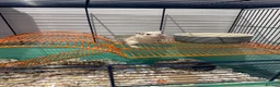 Gerbil rodents for sale: Paired female Gerbils. - Advert 4