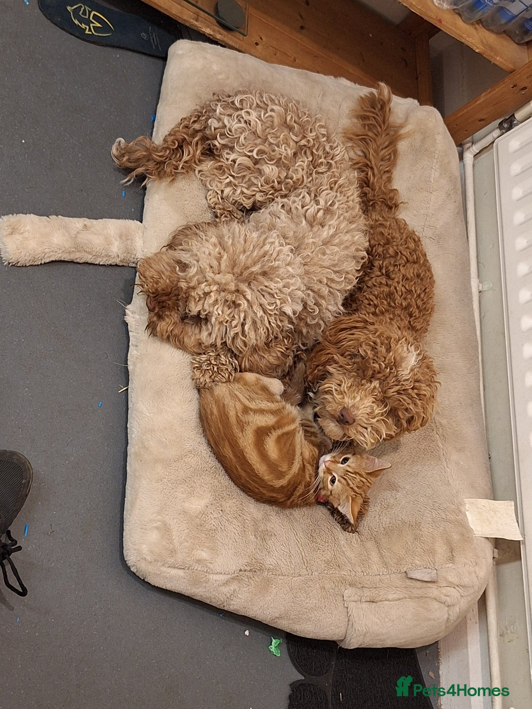 Cockapoo dogs for sale: Cockerpoo 8 months boy - Image 9