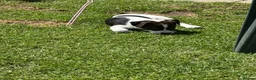 Jack Russell dogs for sale: Beautiful Jack Russell girl  - Advert 2