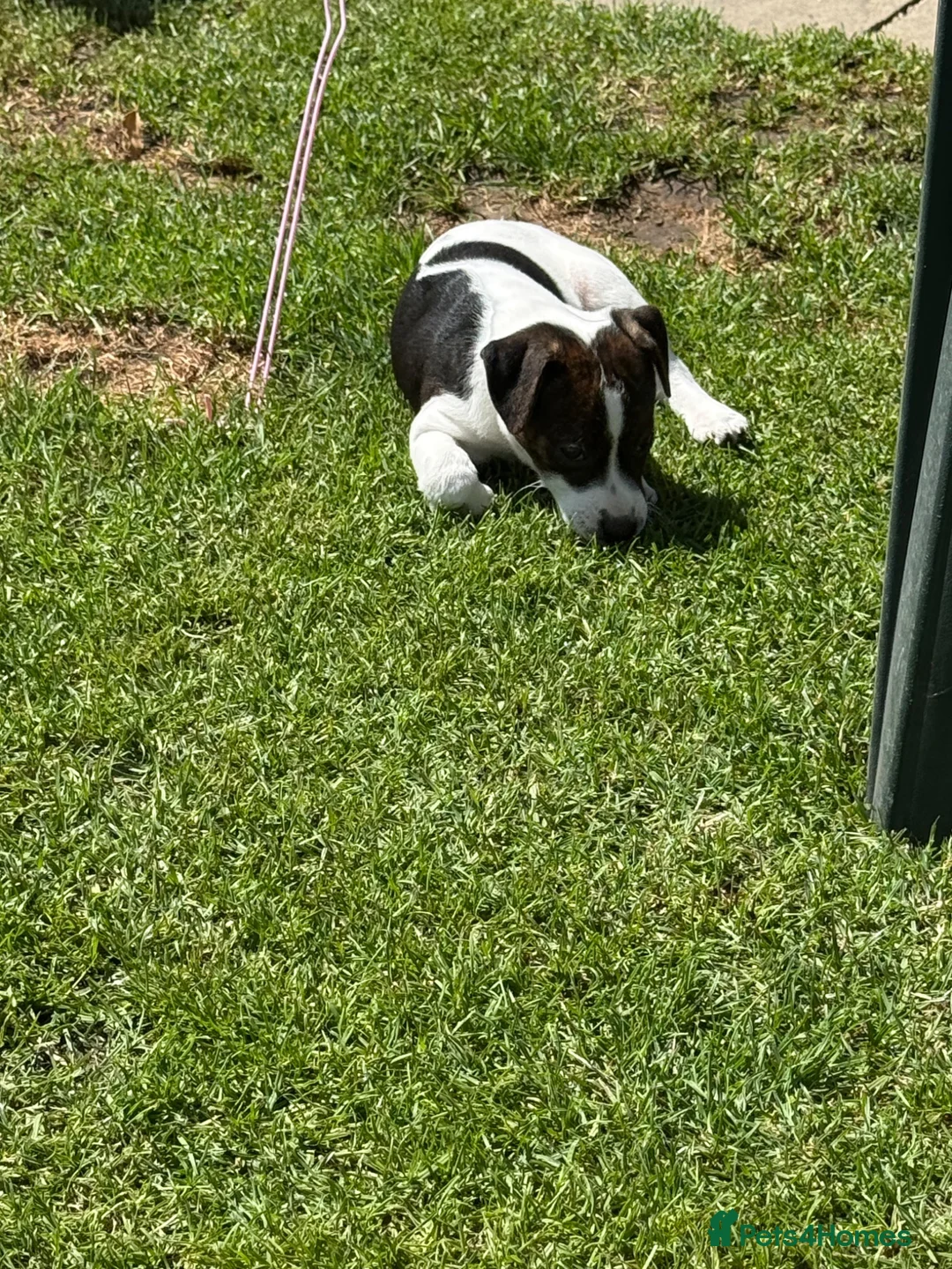 Jack Russell dogs for sale: Beautiful Jack Russell girl  - Advert 2