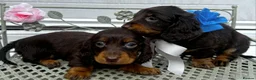 Dachshund dogs for sale: LONG-HAIRED DACHSHUND PUPPIES READY TO LEAVE in Manchester - Advert 6