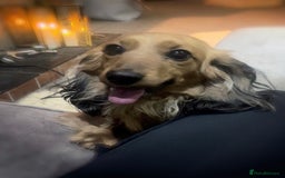 Miniature Dachshund dogs for sale: Top Show Quality KC Miniature Dachshund Puppies - Image 14