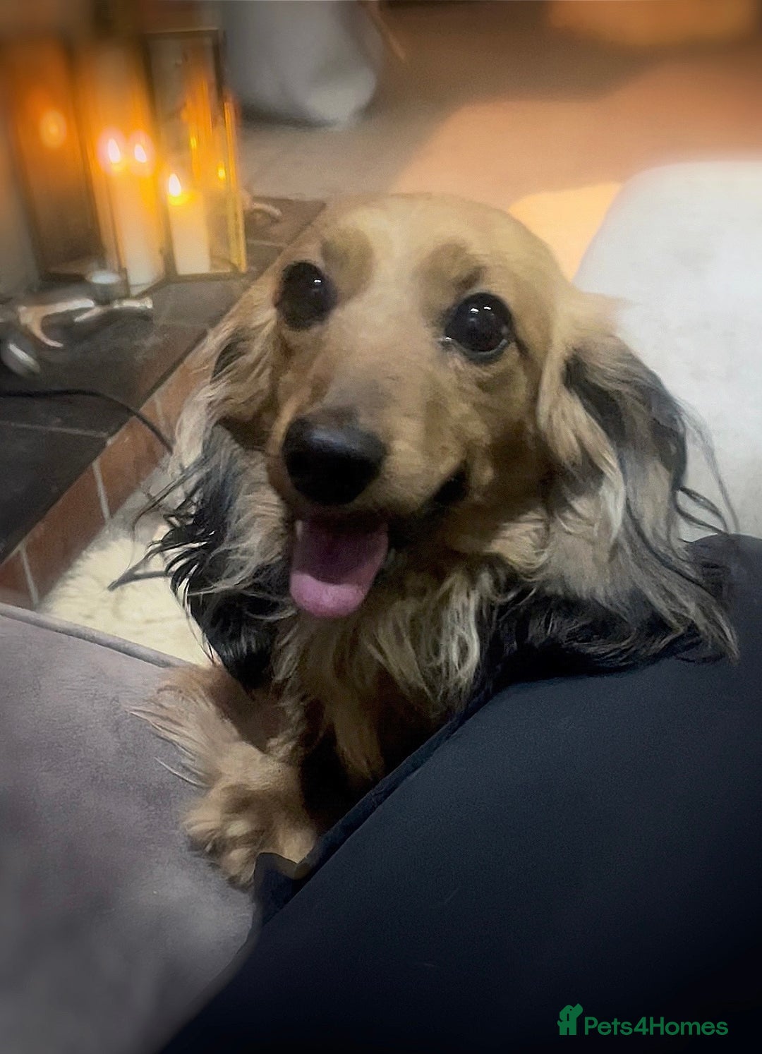 Miniature Dachshund dogs for sale: Top Show Quality KC Miniature Dachshund Puppies - Image 14