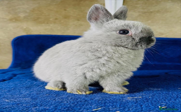 Netherland Dwarf rabbits - Advert 2