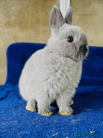 Netherland Dwarf rabbits - Advert 3