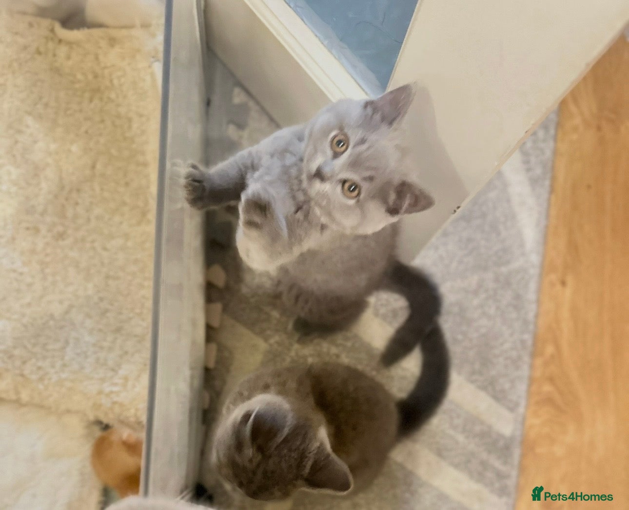 British Shorthair cats Beautiful GCCF ready to leave  - Advert 1
