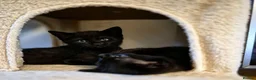 Mixed Breed cats for sale: Beautiful kittens ready now  - Advert 3