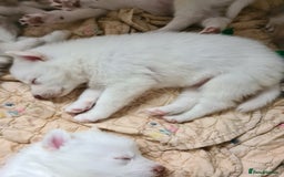 Siberian Husky dogs for sale: Husky puppies - Image 4