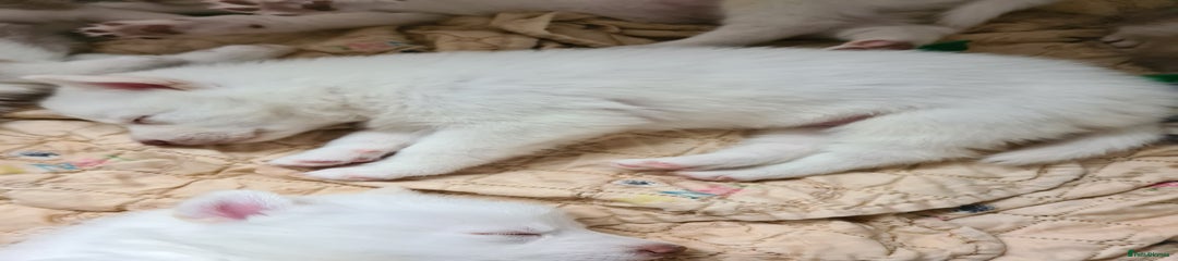 Siberian Husky Puppy 1