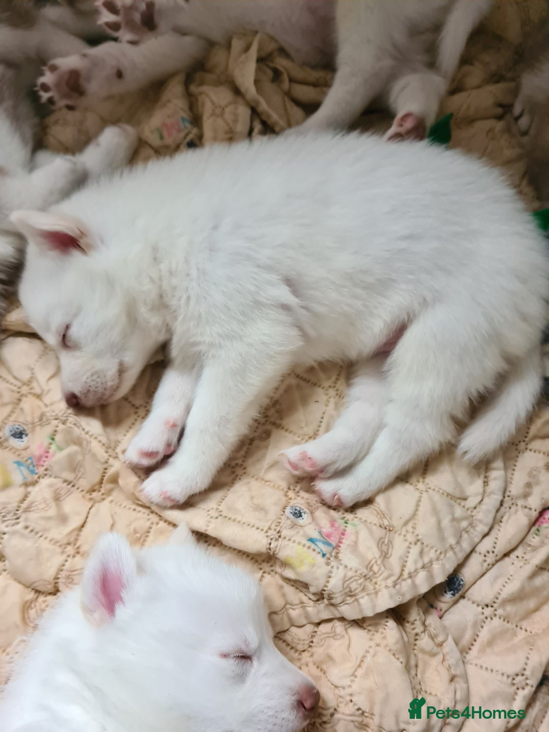 Siberian Husky dogs for sale: Husky puppies - Image 4