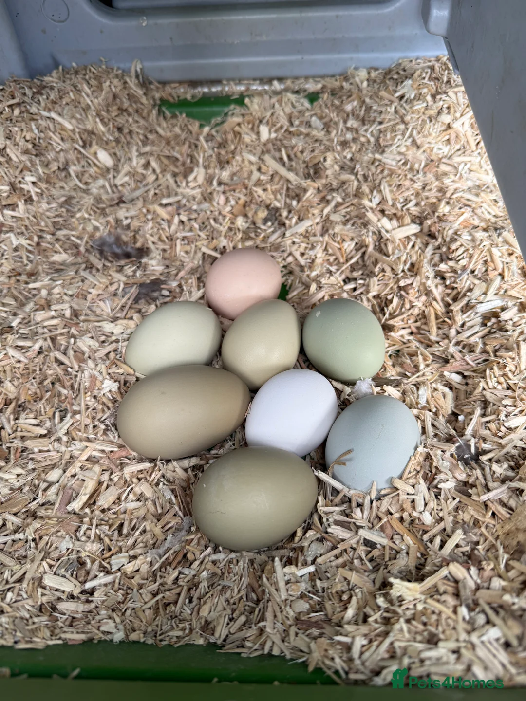 Chickens poultry for sale: Olive Egger Breeding Trios  - Advert 7
