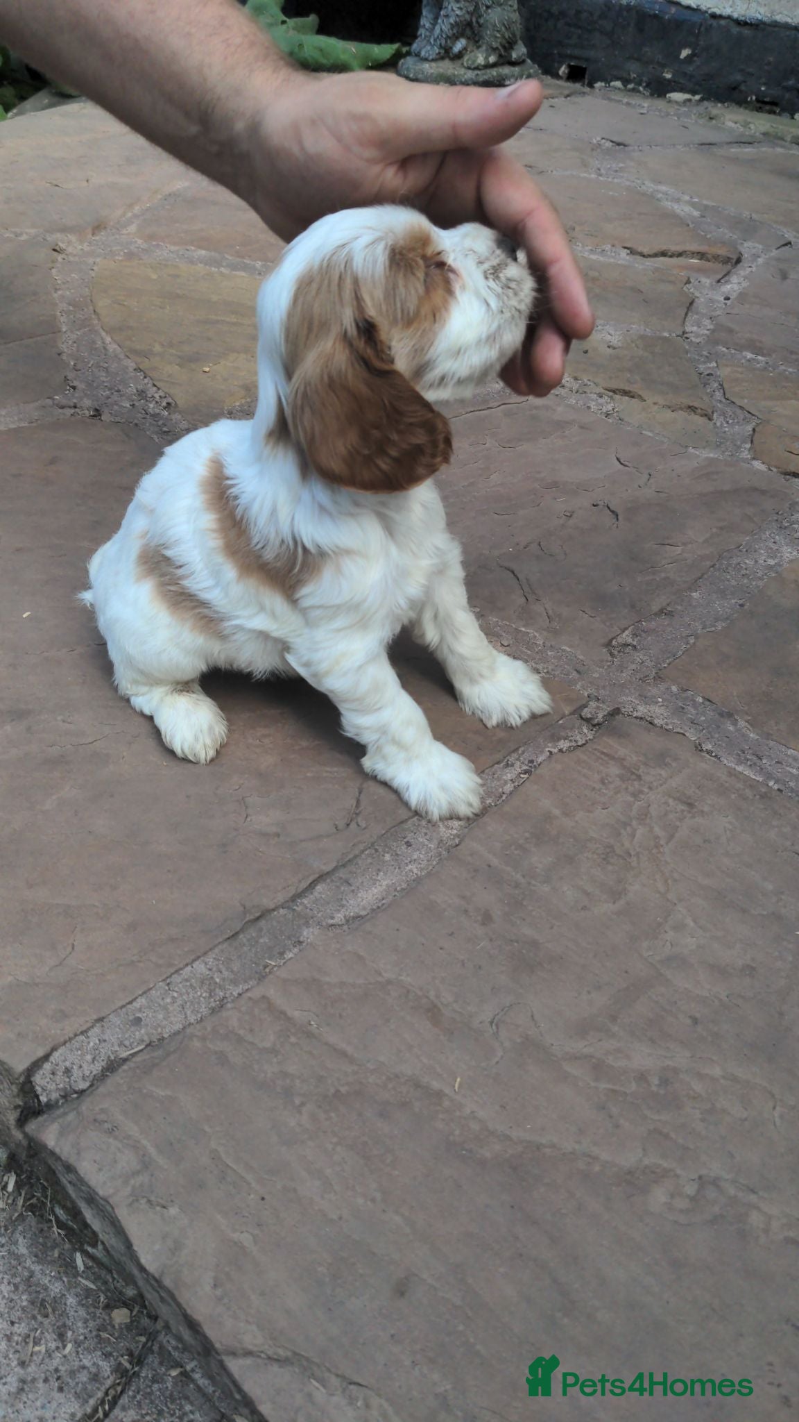 Cockapoo dogs Cockapoo puppies available 28th August Bank Holida - Advert 1