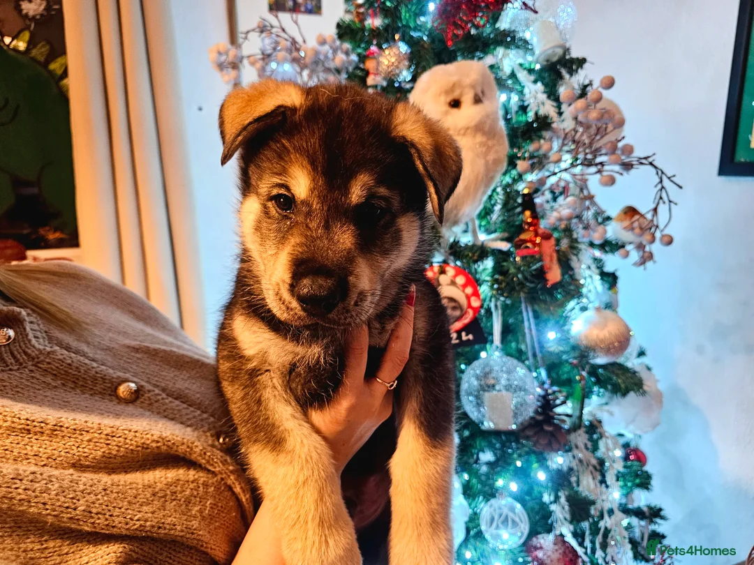 Utonagan dogs for sale: German Shep x Malamute x Husky Puppies - Advert 10