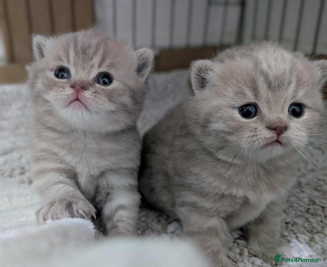 British Shorthair cats for sale: British Shorthair Kittens GCCF Pedigree Registered - Advert 1