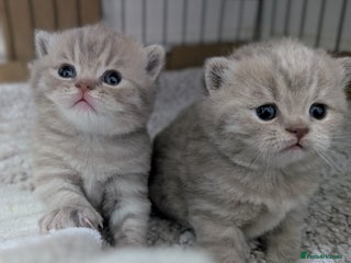 British Shorthair cats British Shorthair Kittens GCCF Pedigree Registered - Advert 4