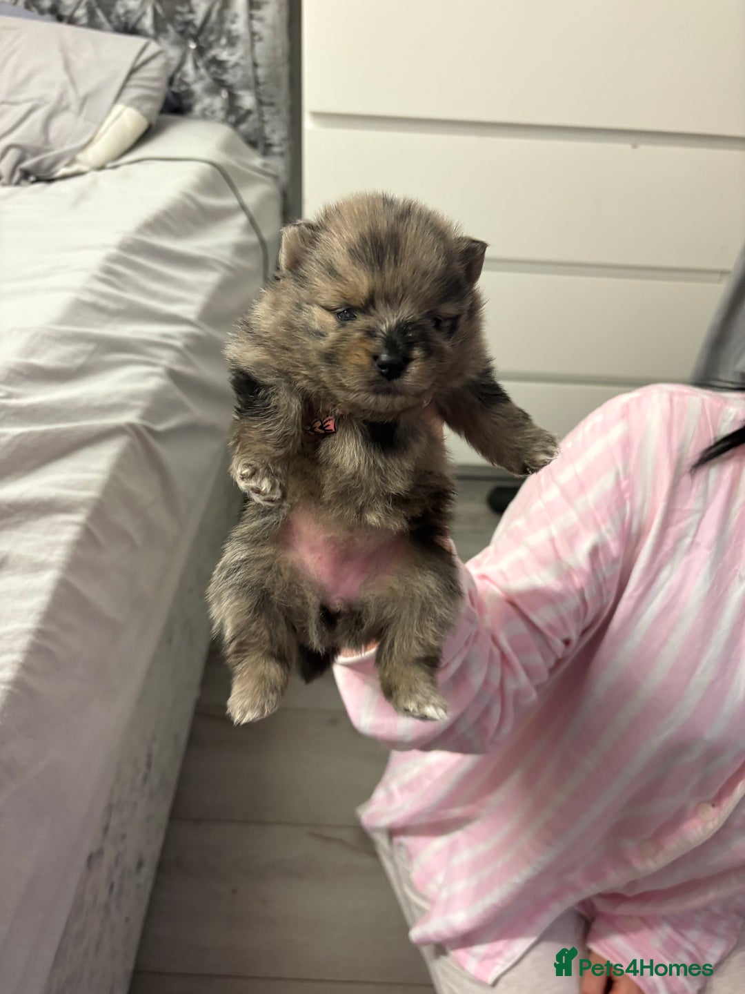 Pomeranian dogs for sale: Litter of pomeranians  - Advert 13