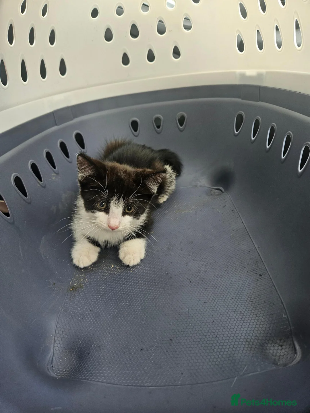 British Shorthair cats for sale: 6 Beautiful Kittens for Sale in Bristol - Advert 7