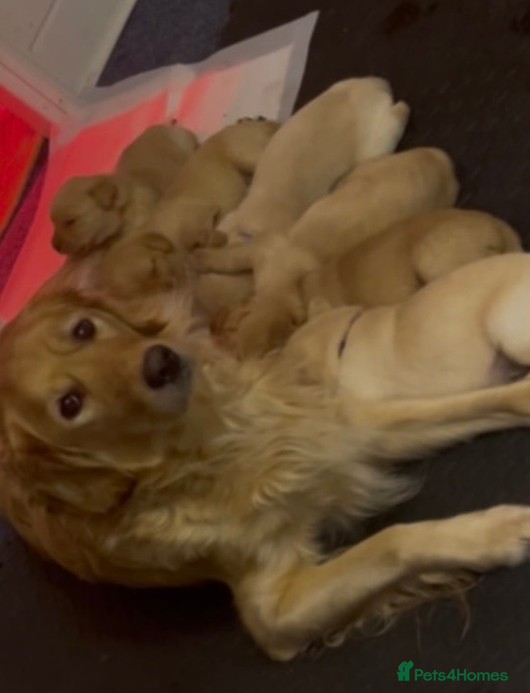 Goldador dogs for sale: Adorable Goldador Puppies - Ready 12th Feb - Advert 11