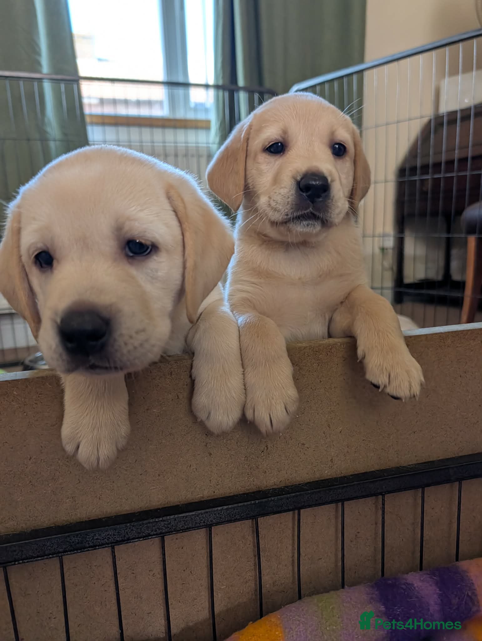 Labrador Retriever dogs KC Registered Yellow Labrador Puppies - Advert 1
