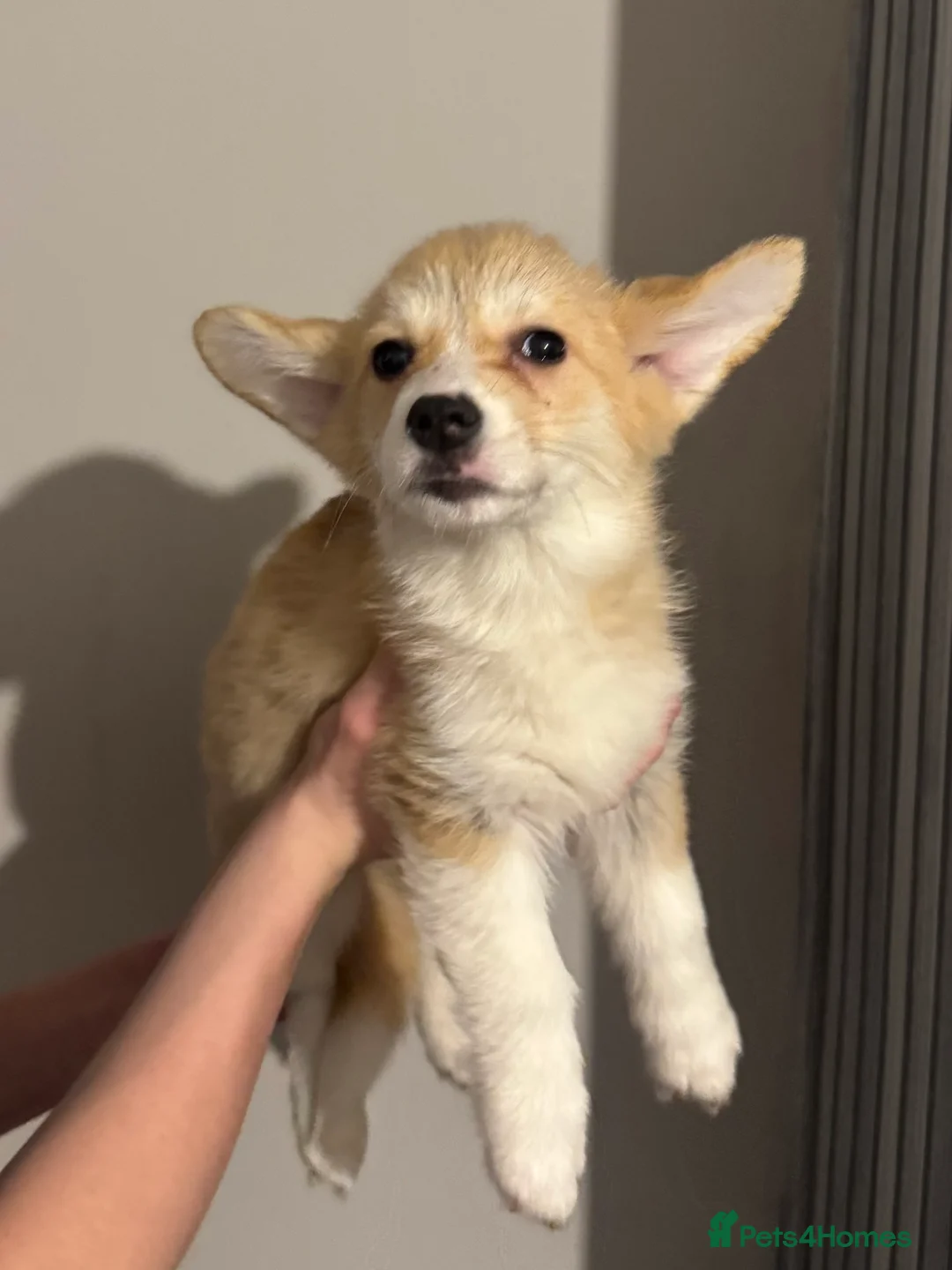 Welsh Corgi Pembroke dogs for sale: Last girl Welsh Pembroke corgi READY TO LEAVE - Advert 17