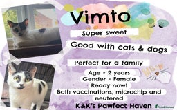 Domestic Shorthair cats for sale: Kittens and cats for adoption.  - Image 13