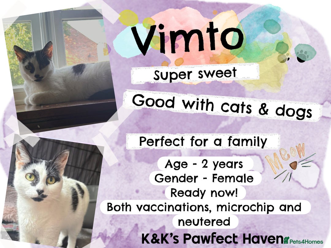 Domestic Shorthair cats for sale: Kittens and cats for adoption.  - Image 13