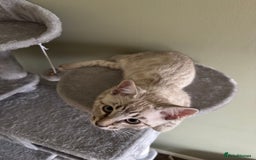 Bengal cats for sale: Snow Bengal Male  - Image 3