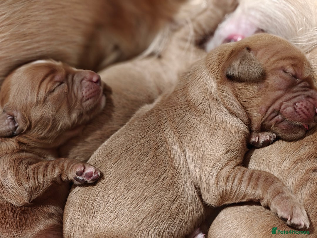 Mini Goldendoodle dogs for sale: Stunning home-bred F1 Goldendoodles,KC REG parents - Advert 17