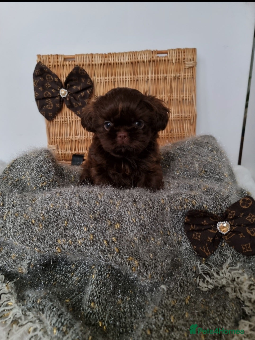 Shih Tzu dogs Last gorgeous tiny chocolate boy available - Advert 3