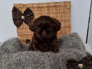 Shih Tzu dogs Last gorgeous tiny chocolate boy available - Advert 3